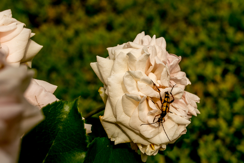 Bild: 064 / 377